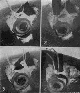 Demonstration Upon the Eye of a Carp That the Superior Oblique Muscle Is Essential to Accommodation 1