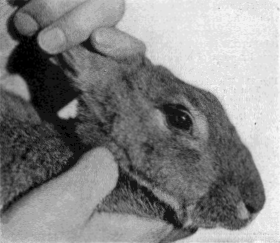 Rabbit With Lens Removed