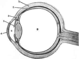 Horizontal and sectional view of the structure of the eye