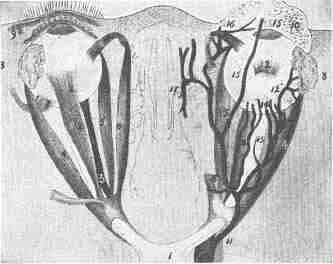 View of eyeballs from above, showing the muscles and arteries